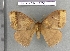 (Janiodes ecmorona - barcode SNB 4508)  @14 [ ] Copyright (2012) Stefan Naumann Research Collection of Stefan Naumann