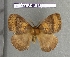  (Janiodes russangayana - barcode SNB 4511)  @13 [ ] Copyright (2012) Stefan Naumann Research Collection of Stefan Naumann