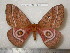  ( - barcode SNB 5242)  @14 [ ] Copyright (2013) Stefan Naumann Research Collection of Stefan Naumann
