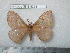  (Campimoptilum smithii - barcode SNB 5253)  @14 [ ] Copyright (2013) Stefan Naumann Research Collection of Stefan Naumann