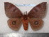  ( - barcode SNB 6036)  @11 [ ] Copyright (2017) Stefan Naumann Research Collection of Stefan Naumann