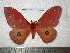  (Cinabra bivari - barcode SNB 4738)  @13 [ ] Copyright (2012) Stefan Naumann Research Collection of Stefan Naumann