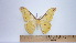  (Loepa himalayana - barcode SNB 4873)  @13 [ ] Copyright (2012) Stefan Naumann Research Collection of Stefan Naumann