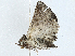  ( - BIOUG99482-E02)  @11 [ ] CreativeCommons - Attribution (2023) CBG Photography Group Centre for Biodiversity Genomics