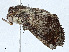  ( - BIOUG99482-E08)  @11 [ ] CreativeCommons - Attribution (2023) CBG Photography Group Centre for Biodiversity Genomics