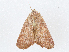  ( - CBG-A02885-C10)  @11 [ ] CreativeCommons - Attribution (2023) CBG Photography Group Centre for Biodiversity Genomics