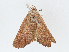  ( - CBG-A02885-E12)  @11 [ ] CreativeCommons - Attribution (2023) CBG Photography Group Centre for Biodiversity Genomics