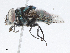  ( - CBG-A02918-F05)  @11 [ ] CreativeCommons - Attribution (2023) CBG Photography Group Centre for Biodiversity Genomics