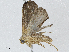  ( - CBG-A04455-C11)  @11 [ ] CreativeCommons - Attribution (2023) CBG Photography Group Centre for Biodiversity Genomics
