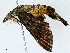  ( - BIOUG97790-G12)  @11 [ ] CreativeCommons - Attribution (2023) CBG Photography Group Centre for Biodiversity Genomics