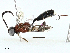  (Owenus - BIOUG97790-H09)  @11 [ ] CreativeCommons - Attribution (2023) CBG Photography Group Centre for Biodiversity Genomics