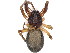  ( - CBG-A02920-H04)  @11 [ ] CreativeCommons - Attribution (2023) CBG Photography Group Centre for Biodiversity Genomics