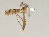  ( - CMNH475104)  @13 [ ] CreativeCommons - Attribution Non-Commercial Share-Alike (2010) Unspecified Carnegie Museum of Natural History