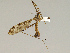  ( - CMNH475117)  @11 [ ] CreativeCommons - Attribution Non-Commercial Share-Alike (2010) Unspecified Carnegie Museum of Natural History
