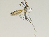  ( - CMNH543243)  @13 [ ] CreativeCommons - Attribution Non-Commercial Share-Alike (2010) Unspecified Carnegie Museum of Natural History