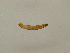  ( - CMNH452081)  @12 [ ] CreativeCommons - Attribution Non-Commercial Share-Alike (2010) Unspecified Carnegie Museum of Natural History