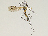  ( - CMNH475304)  @13 [ ] CreativeCommons - Attribution Non-Commercial Share-Alike (2010) Unspecified Carnegie Museum of Natural History