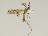  (Tipula laccata - CMNH475320)  @13 [ ] CreativeCommons - Attribution Non-Commercial Share-Alike (2010) Unspecified Carnegie Museum of Natural History