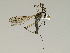  ( - CMNH543190)  @13 [ ] CreativeCommons - Attribution Non-Commercial Share-Alike (2010) Unspecified Carnegie Museum of Natural History