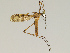  (Metalimnobia quadrinotata - CMNH543274)  @15 [ ] CreativeCommons - Attribution Non-Commercial Share-Alike (2010) Unspecified Carnegie Museum of Natural History