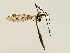  (Tipula metacomet - CMNH454578)  @13 [ ] CreativeCommons - Attribution Non-Commercial No Derivatives (2011) Chen Young Carnegie Museum