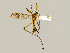  ( - CMNH543455)  @11 [ ] CreativeCommons - Attribution Non-Commercial Share-Alike (2010) Unspecified Carnegie Museum of Natural History