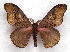  (Micragone ansorgei - BC-JJ2826-D08)  @14 [ ] Copyright (2010) Unspecified Research Collection of Jo Joannou