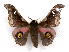  (Ludia monroei - BC-JJ2826-E12)  @15 [ ] Copyright (2010) Unspecified Research Collection of Jo Joannou