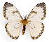  (Pseudaphelia apollinaris - BC-JJ2826-G09)  @15 [ ] Copyright (2010) Unspecified Research Collection of Jo Joannou