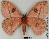  ( - DRSALG_011)  @14 [ ] Copyright (2017) Dominik Rabl University of Vienna, Division of Tropical Ecology and Animal Biodiversity