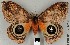  ( - DRSALG_012)  @14 [ ] Copyright (2017) Dominik Rabl University of Vienna, Division of Tropical Ecology and Animal Biodiversity