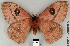  ( - DRSALG_012)  @14 [ ] Copyright (2017) Dominik Rabl University of Vienna, Division of Tropical Ecology and Animal Biodiversity