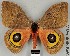  ( - DRSALG_002)  @14 [ ] Copyright (2017) Dominik Rabl University of Vienna, Division of Tropical Ecology and Animal Biodiversity
