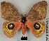  ( - DRSALG_003)  @14 [ ] Copyright (2017) Dominik Rabl University of Vienna, Division of Tropical Ecology and Animal Biodiversity