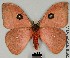  ( - DRSALG_003)  @14 [ ] Copyright (2017) Dominik Rabl University of Vienna, Division of Tropical Ecology and Animal Biodiversity