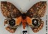 ( - DRSALG_010)  @14 [ ] Copyright (2017) Dominik Rabl University of Vienna, Division of Tropical Ecology and Animal Biodiversity