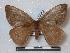  (Hylesia sp - BC-Roug0632)  @13 [ ] Copyright (2010) Unspecified Research Collection of Rodolphe Rougerie