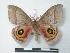  ( - BC-Roug0715)  @14 [ ] Copyright (2010) Unspecified Research Collection of Rodolphe Rougerie
