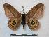  (Automeris harriamazonica - BC-Roug0793)  @15 [ ] Copyright (2010) Unspecified Research Collection of Rodolphe Rougerie