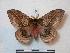  ( - BC-Roug0795)  @14 [ ] Copyright (2010) Unspecified Research Collection of Rodolphe Rougerie