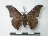  ( - BC-Roug0933)  @13 [ ] Copyright (2010) Unspecified Research Collection of Rodolphe Rougerie