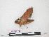  ( - BC-Roug1126)  @13 [ ] Copyright (2010) Unspecified Research Collection of Jean Haxaire