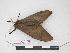  ( - BC-Roug1136)  @12 [ ] Copyright (2010) Unspecified Research Collection of Jean Haxaire