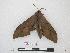  ( - BC-Roug1139)  @12 [ ] Copyright (2010) Unspecified Research Collection of Jean Haxaire