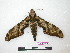  ( - BC-Roug1160)  @12 [ ] Copyright (2010) Unspecified Research Collection of Jean Haxaire