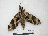  ( - BC-Roug1165)  @14 [ ] Copyright (2010) Unspecified Research Collection of Jean Haxaire