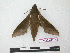  ( - BC-Roug1172)  @13 [ ] Copyright (2010) Unspecified Research Collection of Jean Haxaire