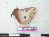  ( - BC-Roug1202)  @12 [ ] Copyright (2010) Unspecified Research Collection of Rodolphe Rougerie