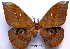  ( - NHRS-LEPI 000010123)  @11 [ ] Copyright (2010) Unspecified Research Collection of Rodolphe Rougerie