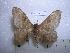  (Hylesia metabus - BC-EST0314)  @15 [ ] Copyright (2010) Unspecified Research Collection of Yves Estradel